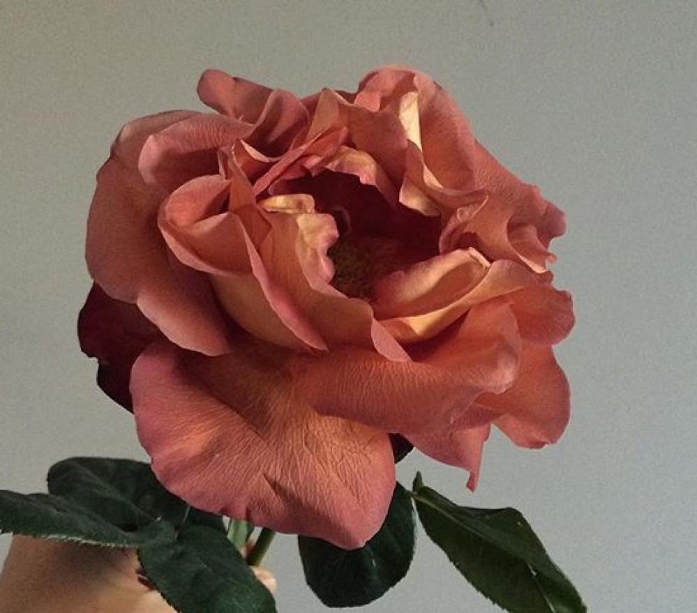 Роза Velet Coffee Break Чайно-гибридная в контейнере (2558773391) - фото 5