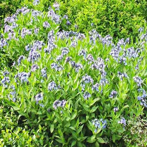 Амсония Blue Ice Florium