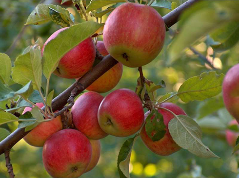 Ембессі (38276468)