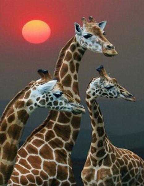 Картина по номерам Josef Otten Животные Жирафы 40х50 см в термопакете (5700Y_O-mt)
