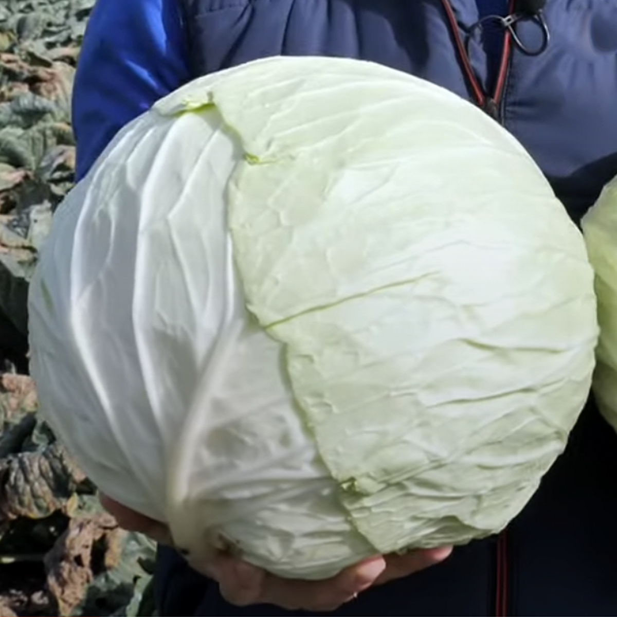 Семена Cultiva Белоголовая капуста Мегатон F1 20 шт. (00149) - фото 2 Семена Cultiva Белоголовая капуста Мегатон F1 20 шт. (00149) - фото 2