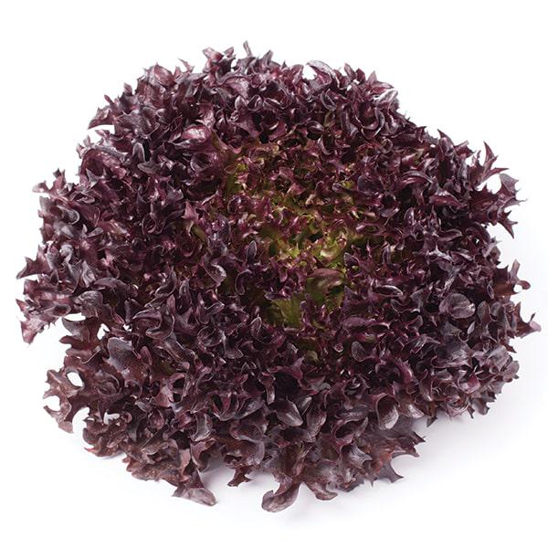 Семена Салат Кодекс ТД Гекса-Украина 01-26-245 5000 шт. (IR01564)