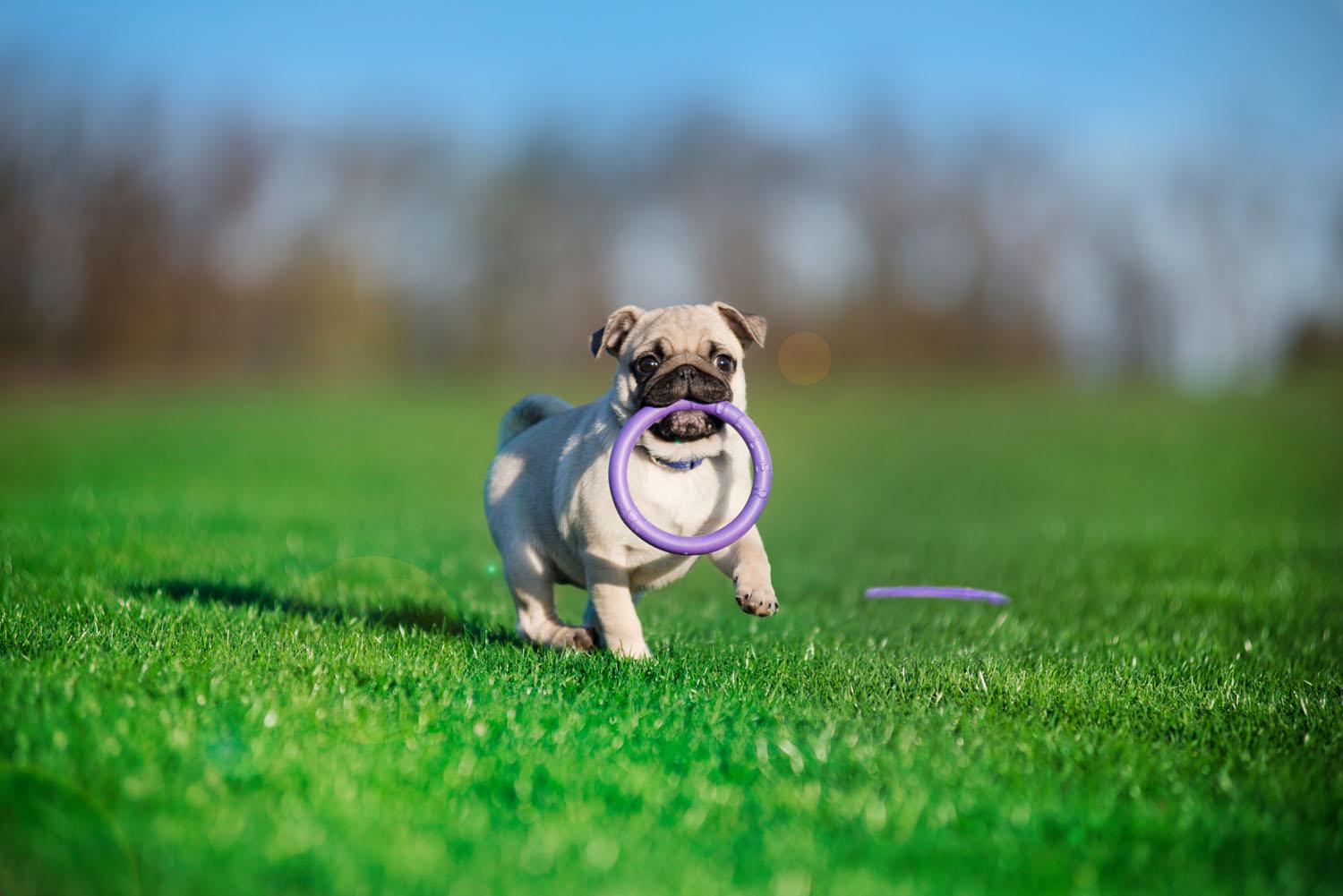 Тренувальний снаряд для собак Puller Micro 12,5 см (6489) - фото 9 Тренувальний снаряд для собак Puller Micro 12,5 см (6489) - фото 9