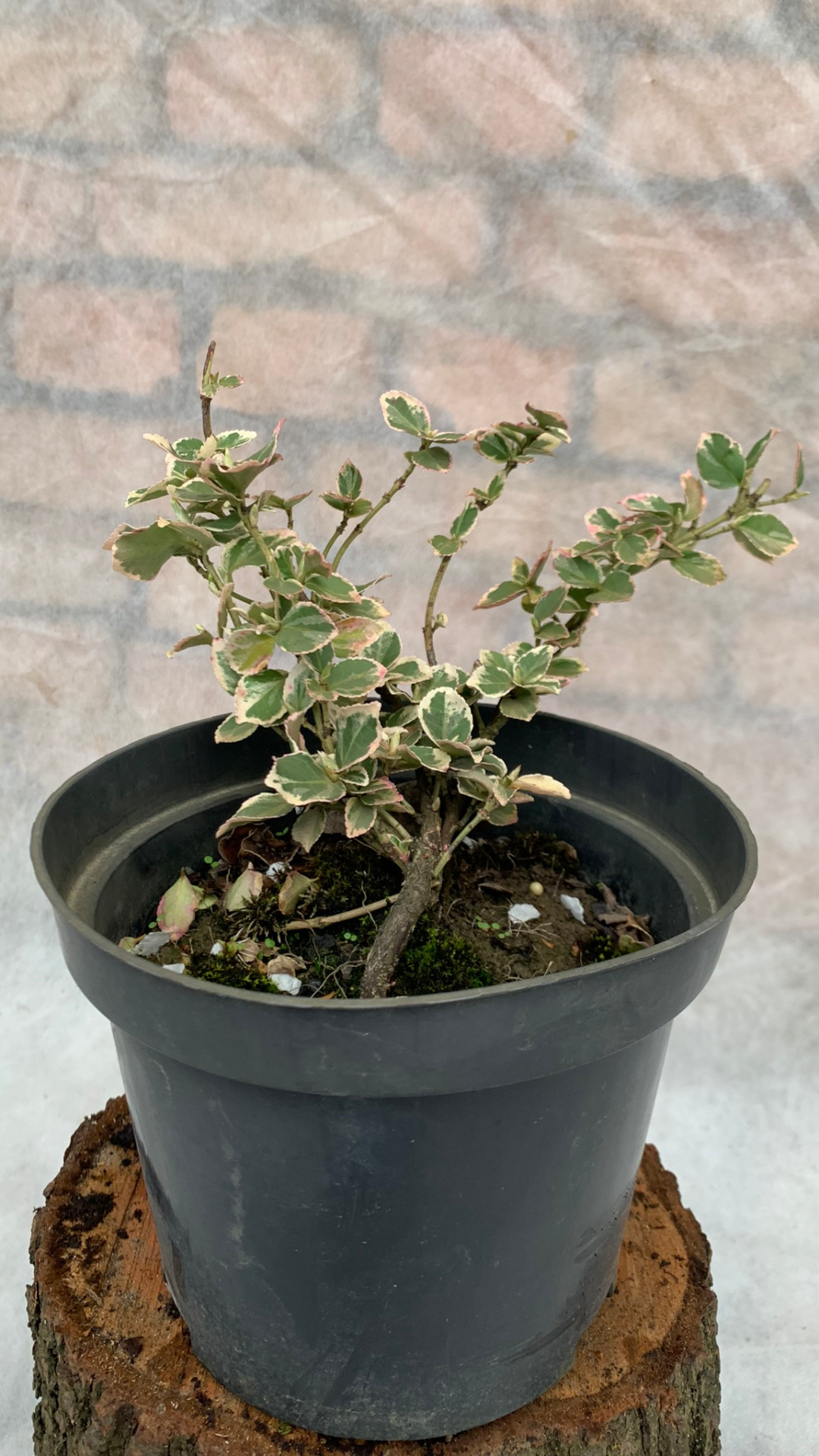 Рослина Euonymus fortunei silver queen 1,5 л