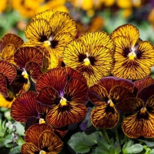 Семена цветов Виола рогатая Floranova Tiger Eye Formula Mix 50 шт. (BN08051-3)