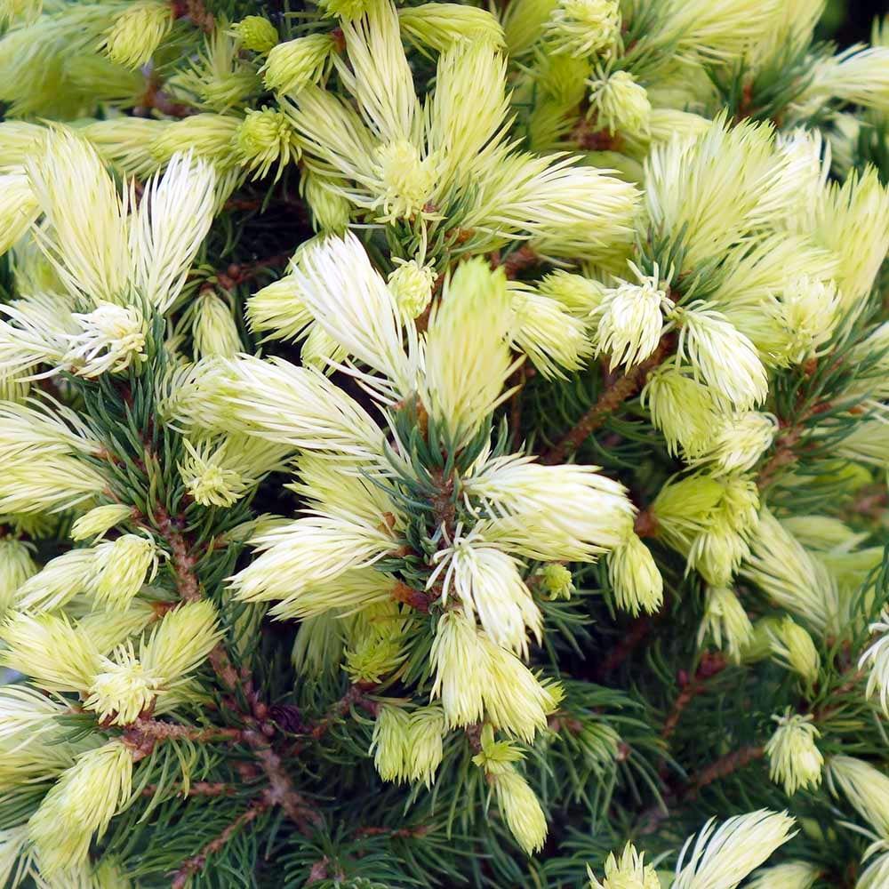 Саженец Ель канадская Дейзис Уайт Picea glauca Daisy's White 3 шт. Саженец Ель канадская Дейзис Уайт Picea glauca Daisy's White 3 шт.