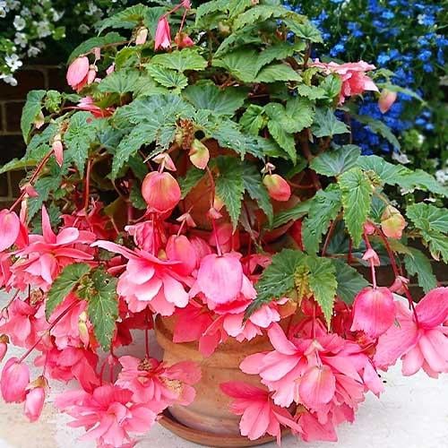 Бегония Florium Pendula Cascade Pink (4573) - фото 2 Бегония Florium Pendula Cascade Pink (4573) - фото 2