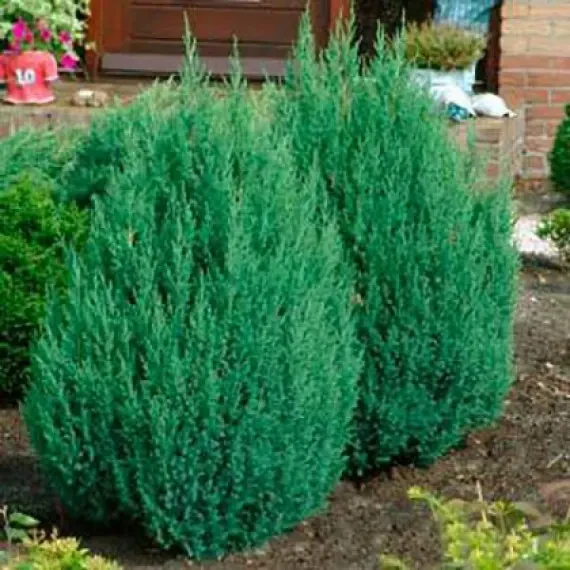 Ялівець китайський Stricta горщик 0,5 л (2098108328)