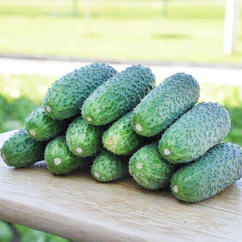 Семена Огірок Florium Кібрія F1 (4214)