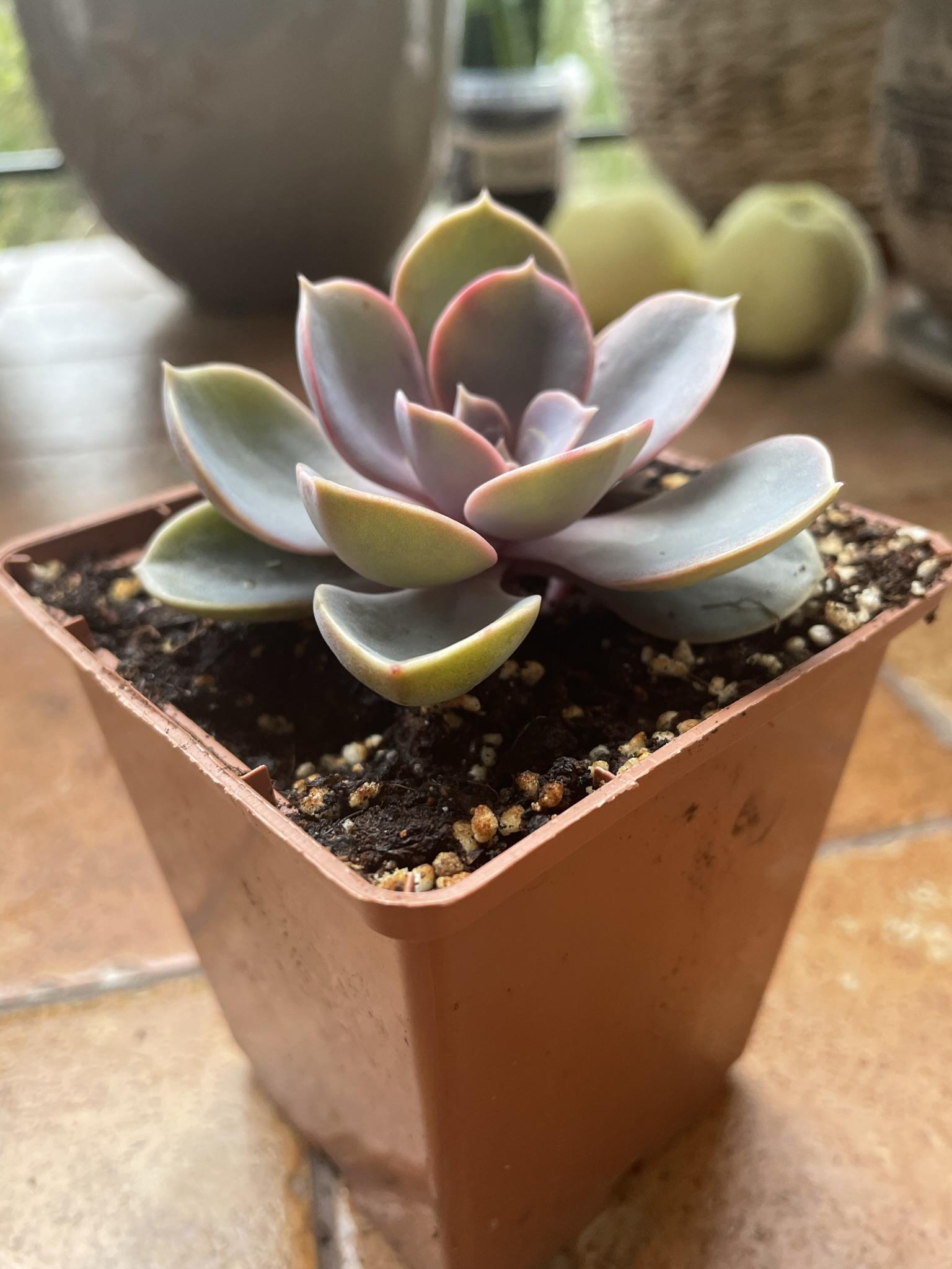 Кімнатна рослина Ехеверія Перлина Нюрнберга Echeveria Perle von Nurnberg - фото 4