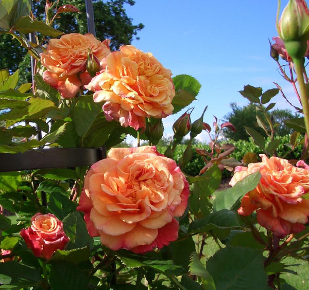 Роза Алоха Гавайи Плетистая (2558766784) - фото 5