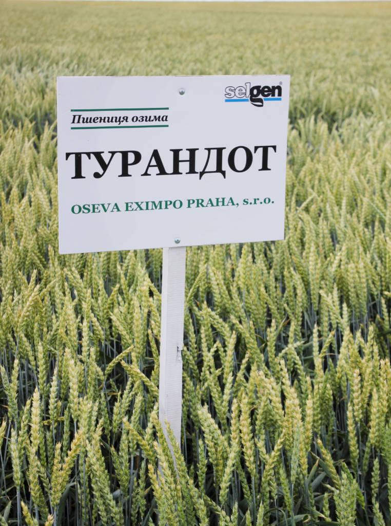 Семена пшеницы озимой Турандот 1-я репродукция 50 кг (28334826) - фото 3 Семена пшеницы озимой Турандот 1-я репродукция 50 кг (28334826) - фото 3