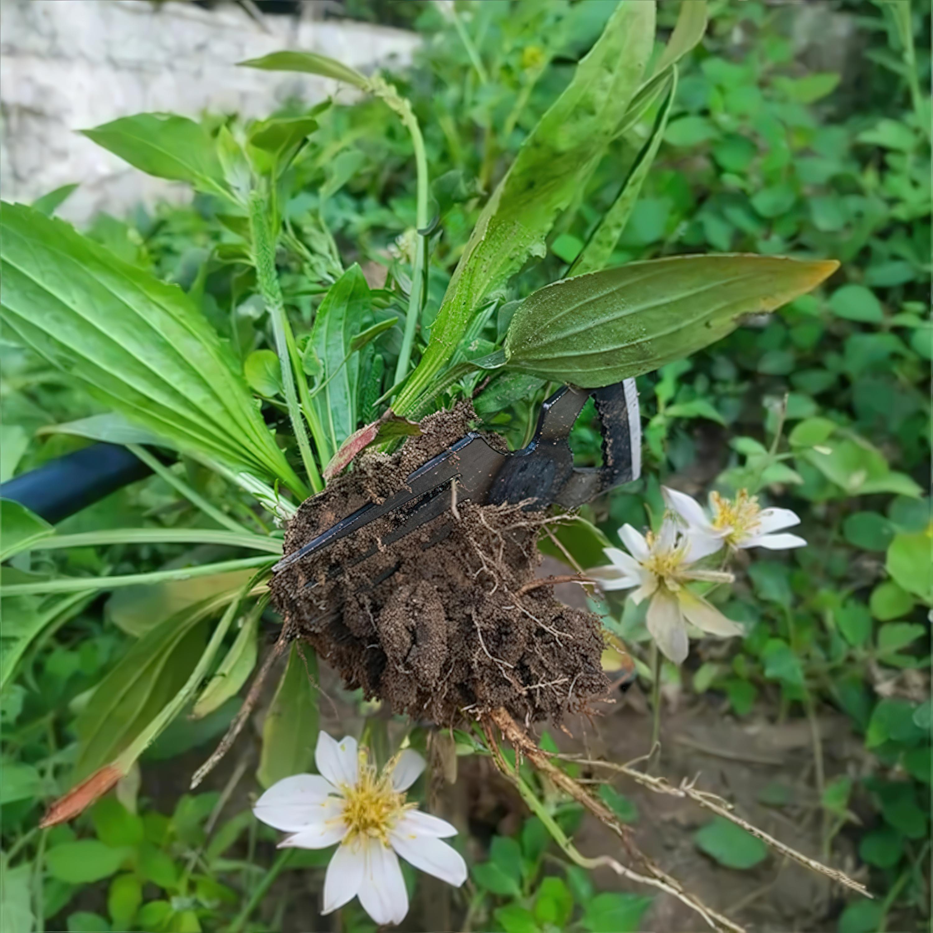 Садовый инструмент многофункциональный для удаления сорняков с 6 зубьями (ISTRMP-36-0709) - фото 7 Садовый инструмент многофункциональный для удаления сорняков с 6 зубьями (ISTRMP-36-0709) - фото 7