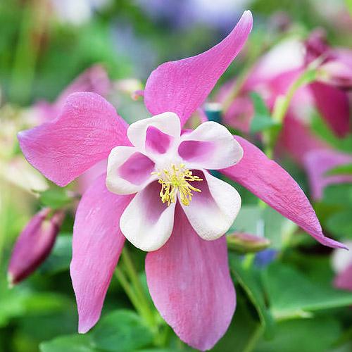 Аквилегия Spring Magic Rose White (8309)