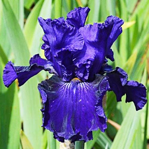 Ирис Lachlan Macquarie Florium