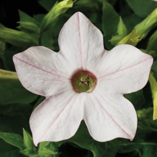 Семена цветов Syngenta Табак крылатый Saratoga Appelblossom 50 шт. (BN07446-3)