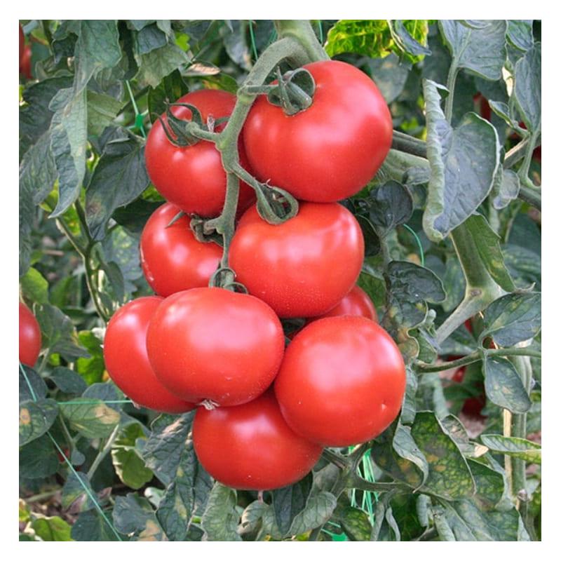 Насіння Томат Індетермінантний Rijk Zwaan ABELLUS F1 100 шт. (14102454)