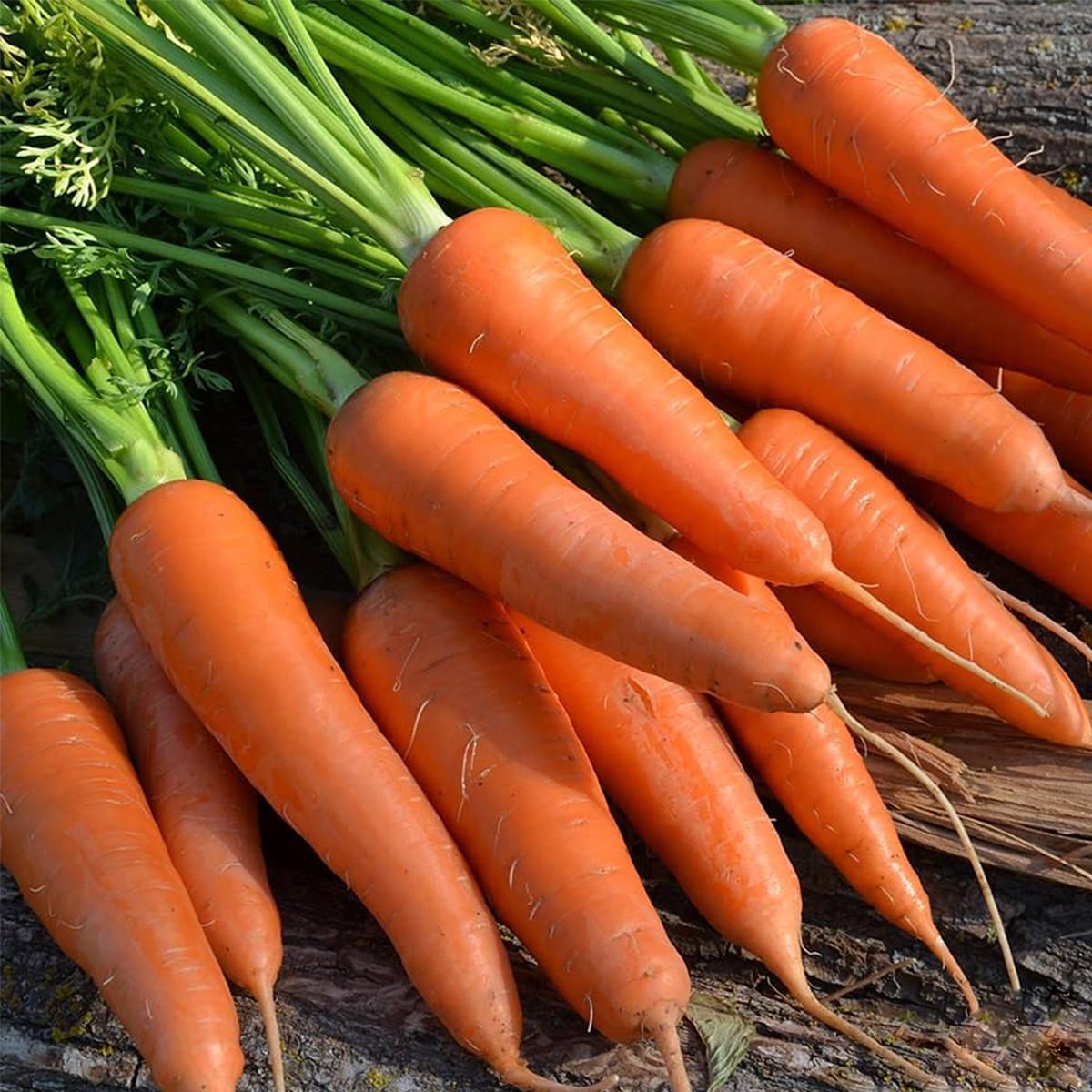 Насіння Cultiva Морква Абако F1 400 шт. (M1) - фото 2 Насіння Cultiva Морква Абако F1 400 шт. (M1) - фото 2