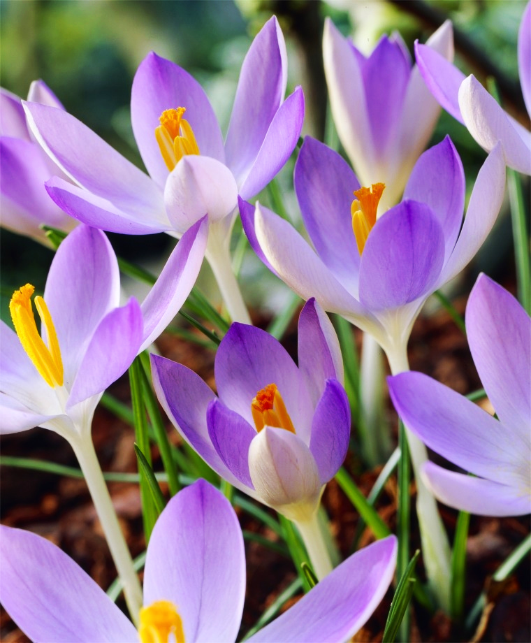 Крокус ботанічний Лілак Бьюті Lilac Beauty 5 шт. (38278704)