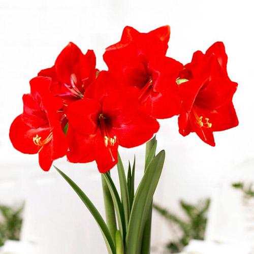 Амариллис Florium Floris Hekker (12644)