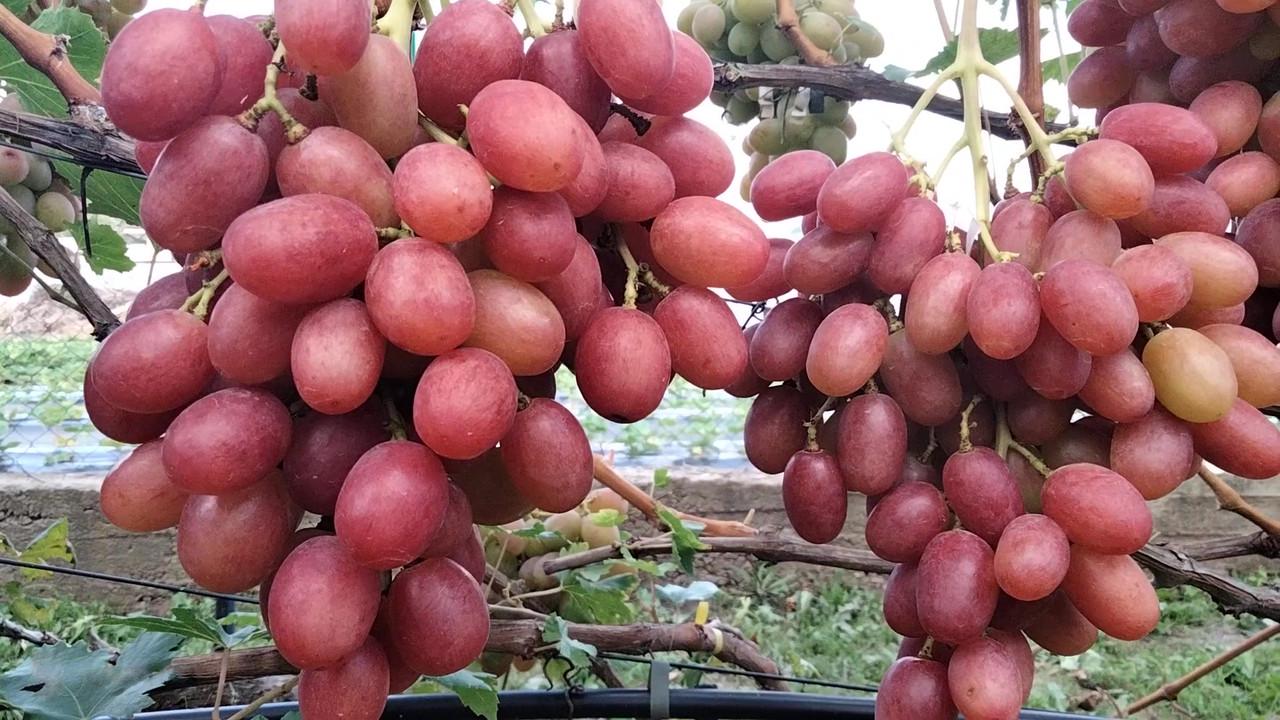Саджанець винограду Рубіновий Ювілей пакет 2 л (2684431270)