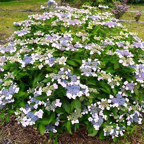 Гортензия Florium Mariesii Perfecta (2733)