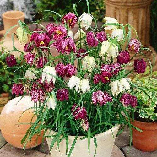 Фритиллярия Florium Meleagris Mix (3322)