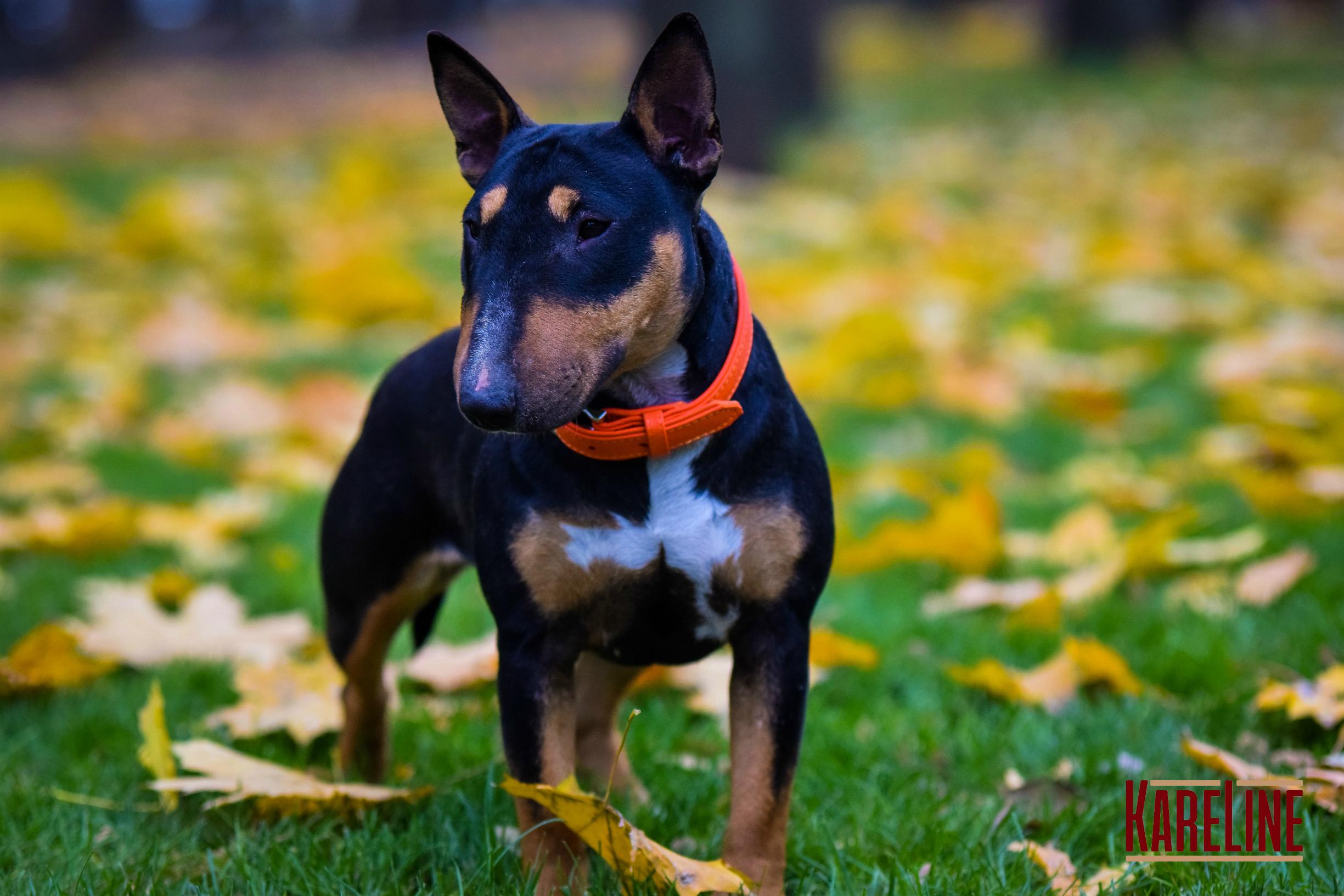 Ошейник KareLine из натуральной кожи 25 мм 380-470 мм Оранжевый (8071/11) - фото 2 Ошейник KareLine из натуральной кожи 25 мм 380-470 мм Оранжевый (8071/11) - фото 2