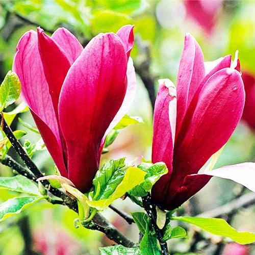 Магнолия Florium Nigra (4110)
