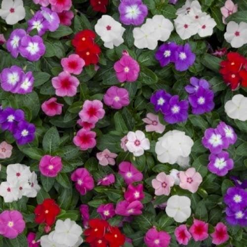 Насіння квітів Катарантус SunJewels Mix Floranova 10 шт. (BN10965-4)
