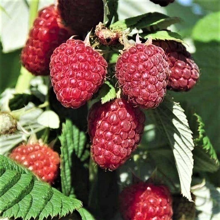 Саженцы малины ремонтантной Маргарита ранняя/сладкая/великоплодная (1120270661)