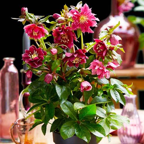 Морозник Florium Red Double (18109) - фото 3