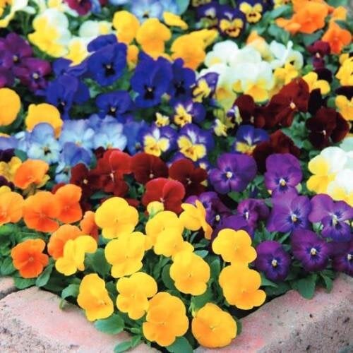 Семена цветов Виола Grandissimo Mix Sakata (BN13164-2)