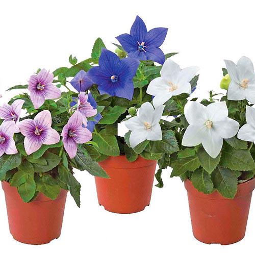 Семена Платикодон Florium Грандифлора смесь (9249)