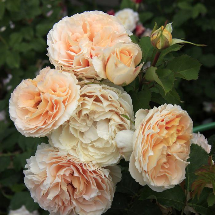 Роза Velet Dany Hahn на штамбе (2669460671) Роза Velet Dany Hahn на штамбе (2669460671)