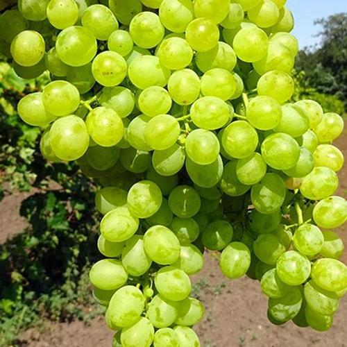 Саджанець Виноград Коктейль кишмиш раннього терміну дозрівання (101868)