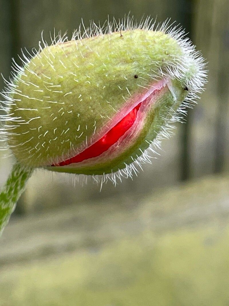 Семена Мак восточный Султан 0,1 г 400 шт. Papaver orientale (RS-01213) - фото 3 Семена Мак восточный Султан 0,1 г 400 шт. Papaver orientale (RS-01213) - фото 3