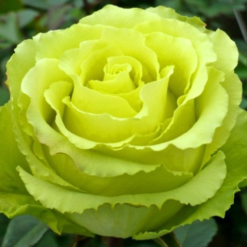Саджанці троянди Ківі (65)