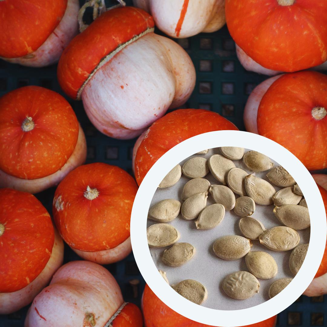 Семена Тыква мини Тюрбан для декора турецкий желудь декоративная 10 шт. - фото 3