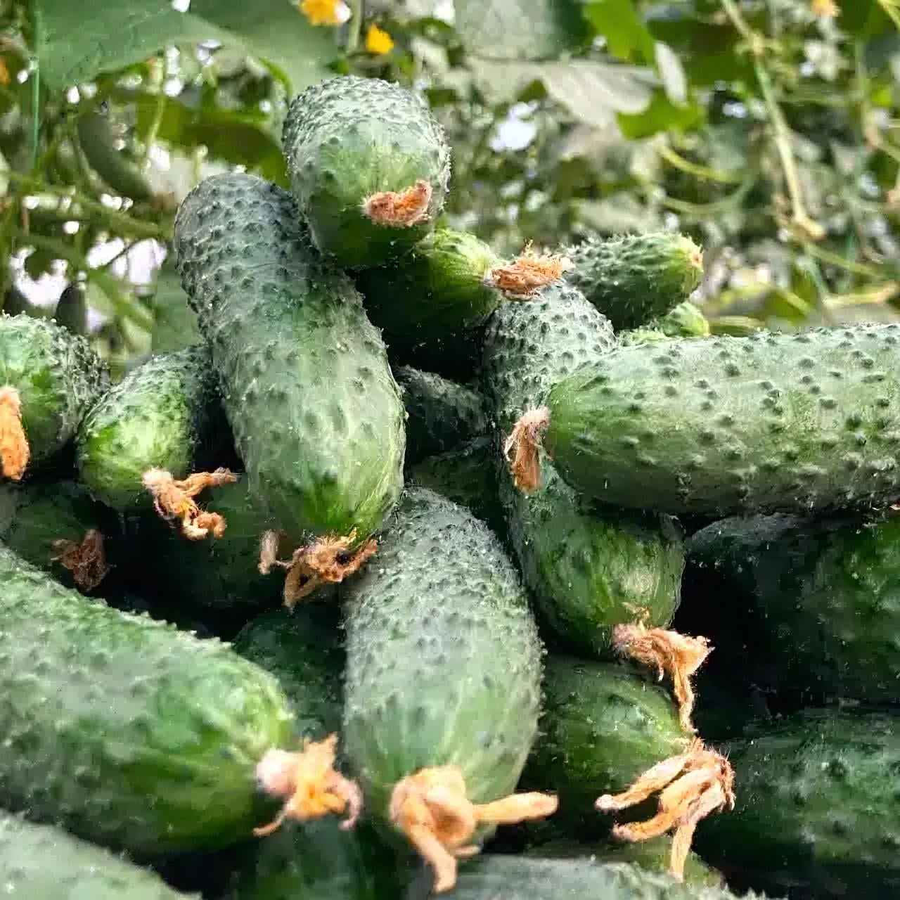 Семена Огурец Гейм 0,5 г/5 пак.
