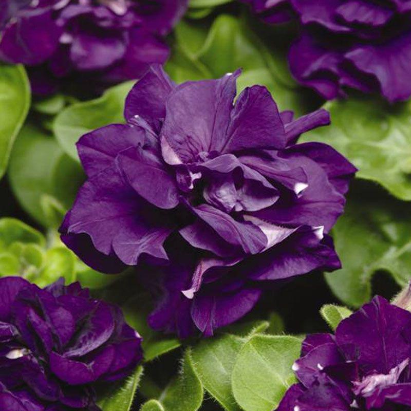 Насіння Петунія Мультифлора Махрова Duo Blue ТД Гекса-Україна 02-01-209 100 шт. (IR003208)