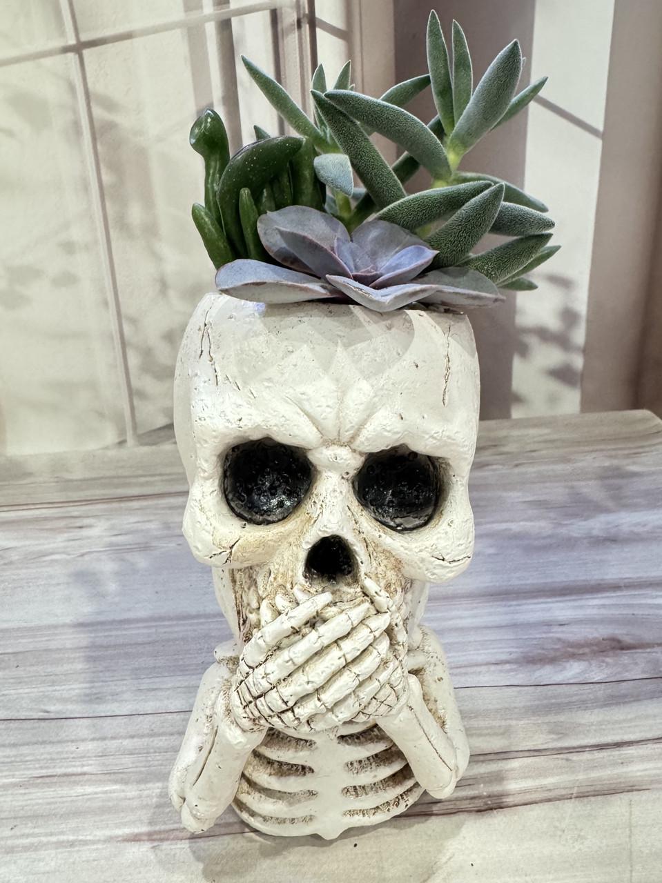 Горшок Череп Не говорю для суккулентов комнатных растений (23348253)