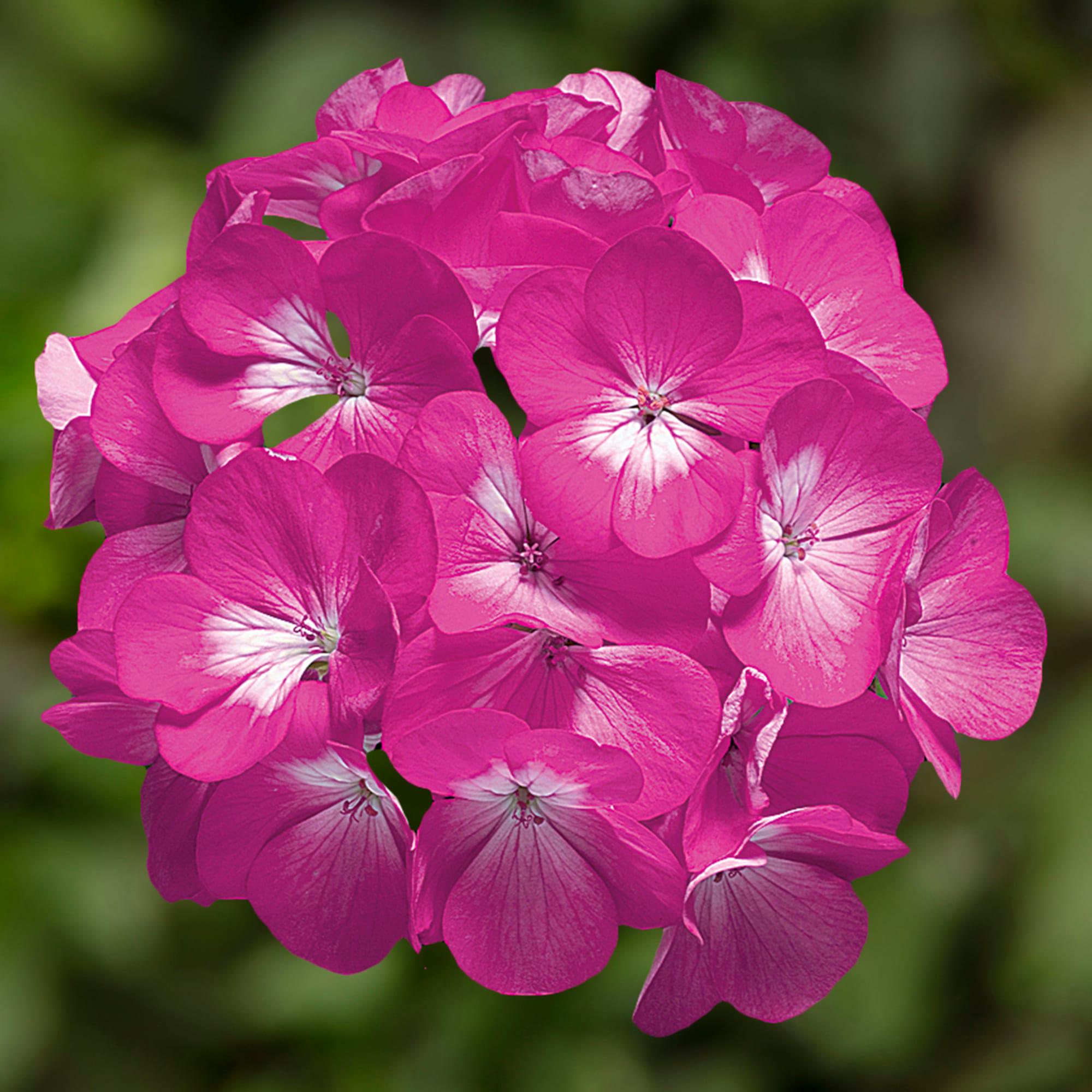 Семена цветов Syngenta Пеларгония Ringo 2000 F1 Deep Rose 250 шт. (BN01674-2)