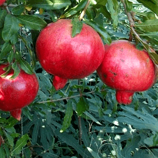 Саженец граната Ак-Дона среднего срока розовый тонкокожий Р9 (610705276)