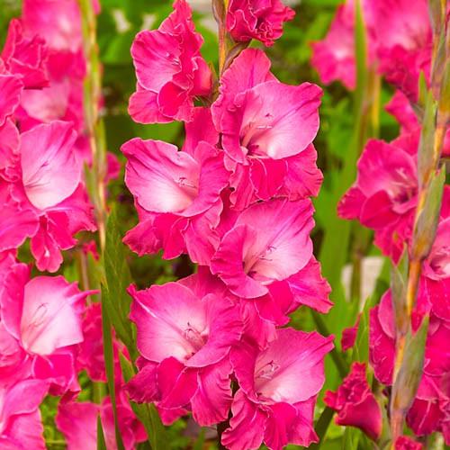 Гладіолус Фейрітейл Пінк Fairytale Pink 50 шт. (38292957)