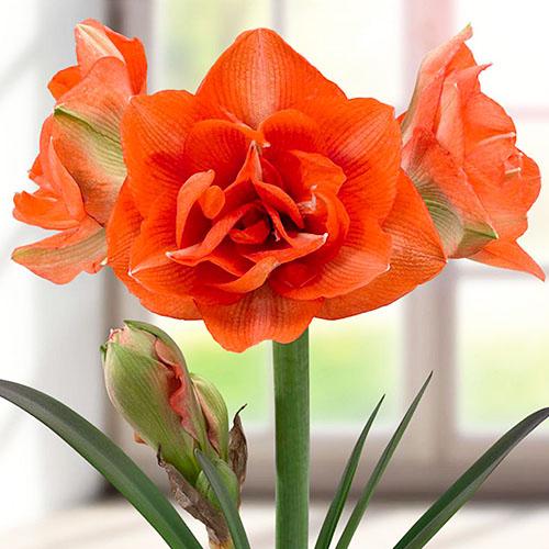 Амариллис Florium Benito (4154)