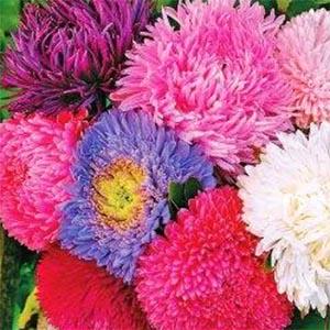 Семена Астра Florium Королевский Размер смесь (6064)