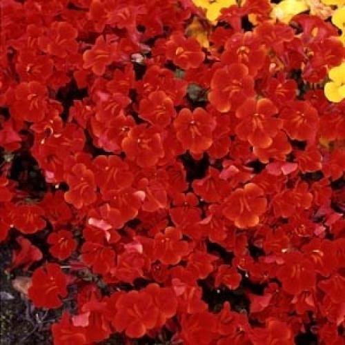 Семена цветов Floranova Мимулюс Губастик Magic Red 1000 шт. (BN07607)