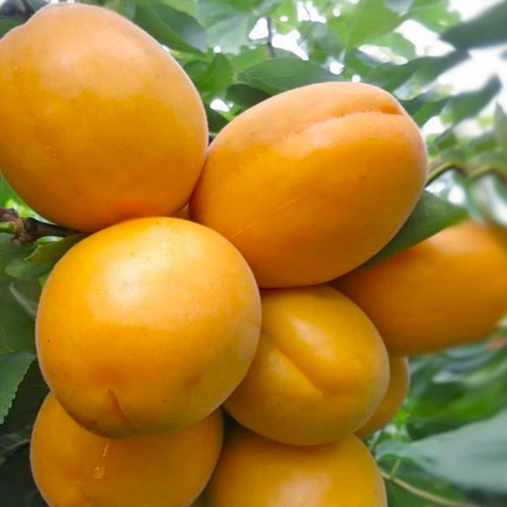 Саженец абрикоса Голд Рич 2 летний (14965406)