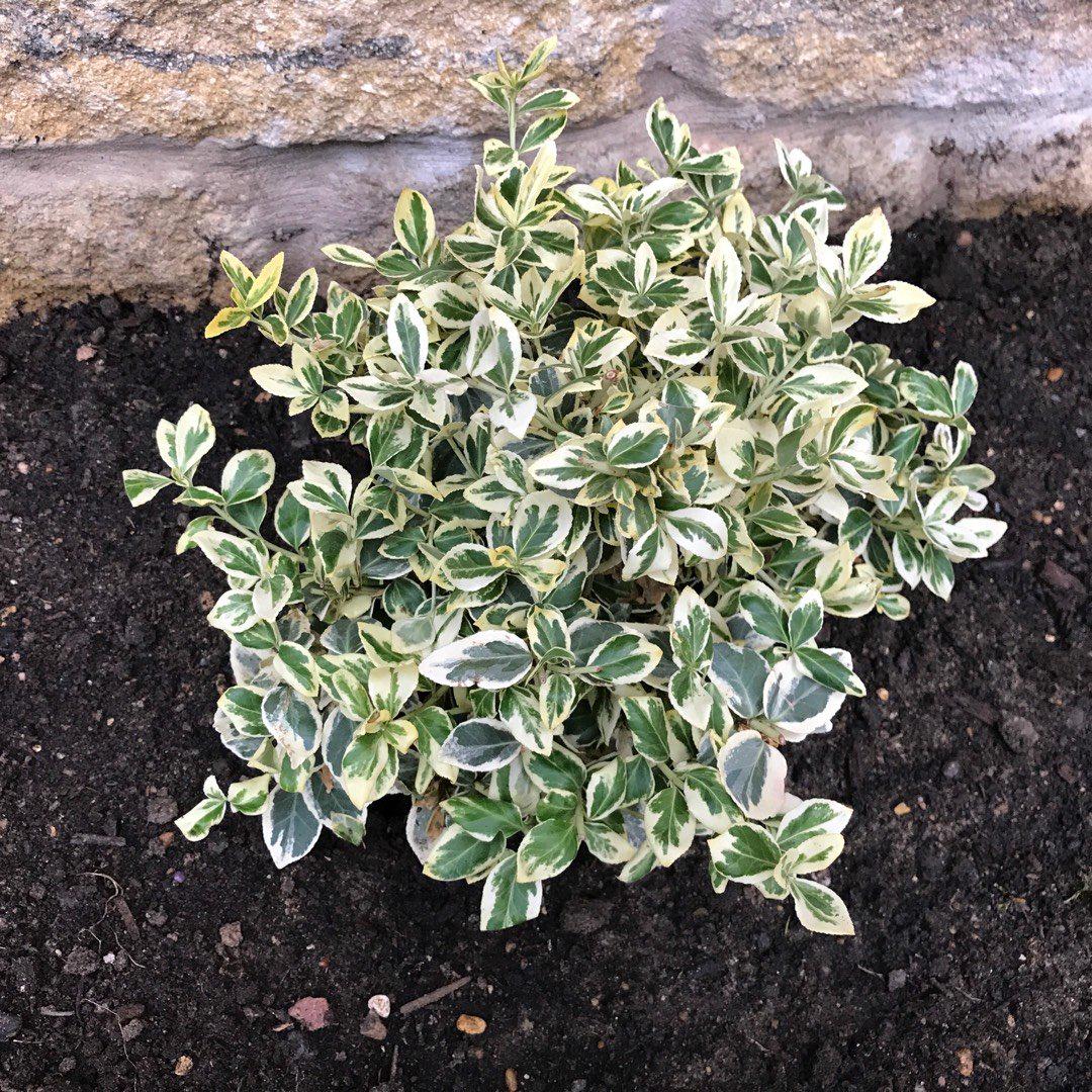 Саженец Бересклет Форчуна Silver Queen Р9 (2-41)